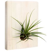 Microgarden Air Plant Melanocrater